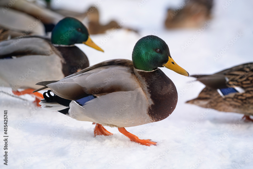 Mallard ducks (Anas platyrhynchos) in the snow. A drake in the foreground Mallard ducks (Anas platyrhynchos) in the snow. A drake in the foreground