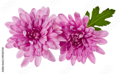 two chrysanthemum flower heads with green leaves isolated on white background closeup. Garden flower  no shadows  top view  flat lay.