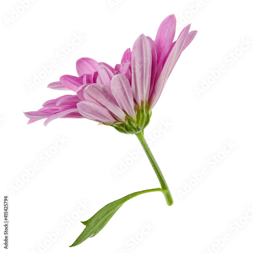 one chrysanthemum flower head on green stem isolated on white background closeup. Garden flower  no shadows  top view  flat lay.