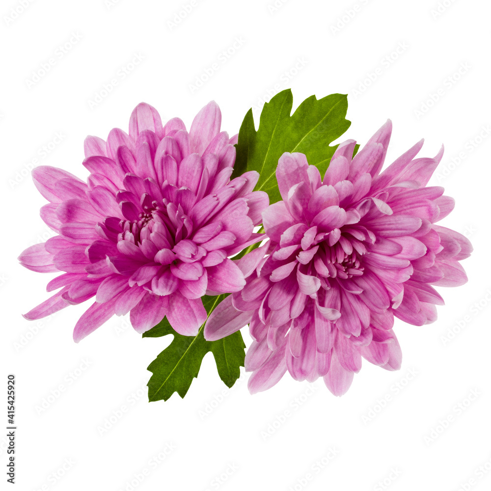 two chrysanthemum flower heads with green leaves isolated on white background closeup. Garden flower, no shadows, top view, flat lay.