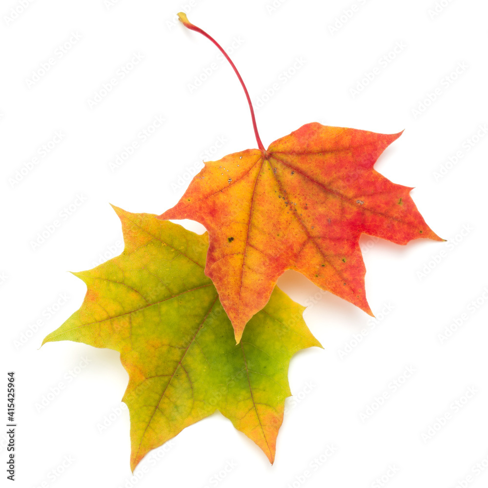 colorful autumn maple leaf isolated on white colorful autumn maple leaf isolated on white