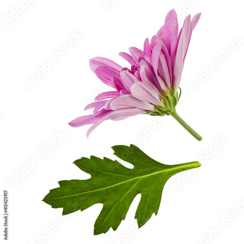 one chrysanthemum flower head with green leaves isolated on white background closeup. Garden flower  no shadows  top view  flat lay.