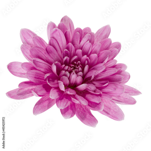 one chrysanthemum flower head isolated on white background closeup. Garden flower  no shadows  top view  flat lay.