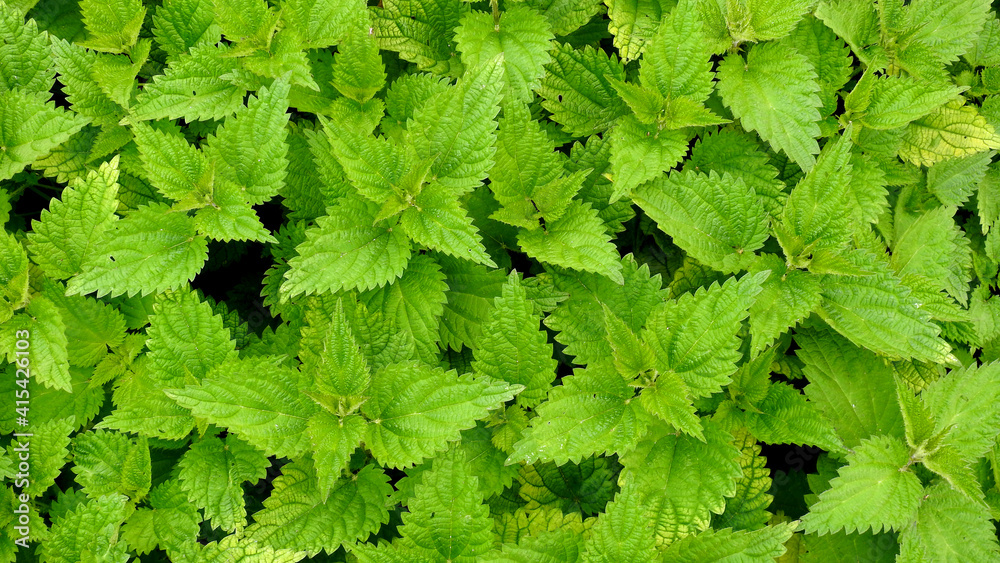a plant called nettle growing near the castle in Ciechanów in the Masovian Voivodeship