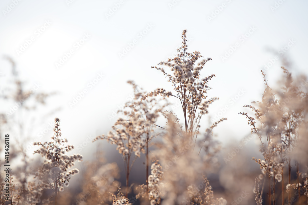 Dry branches of grass and flowers on a winter snowy field. Seasonal cold nature background. Winter landscape details. Wild plants frozen and covered with snow and ice in meadow.