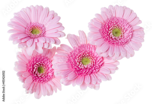 Bouquet of   pink gerbera flower heads isolated on white background closeup. Flowers bunch in air  without shadow. Top view  flat lay.