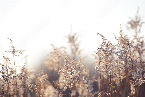 Dry branches of grass and flowers on a winter snowy field. Seasonal cold nature background. Winter landscape details. Wild plants frozen and covered with snow and ice in meadow. © Сyrustr