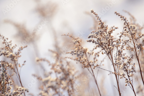 Dry branches of grass and flowers on a winter snowy field. Seasonal cold nature background. Winter landscape details. Wild plants frozen and covered with snow and ice in meadow.