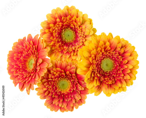 Bouquet of   orange gerbera flower heads isolated on white background closeup. Flowers bunch in air  without shadow. Top view  flat lay.