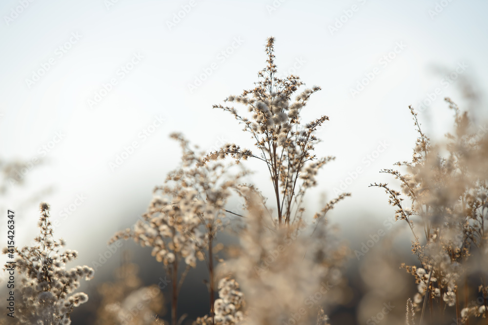 Dry branches of grass and flowers on a winter snowy field. Seasonal cold nature background. Winter landscape details. Wild plants frozen and covered with snow and ice in meadow. Dry branches of grass and flowers on a winter snowy field. Seasonal cold nature background. Winter landscape details. Wild plants frozen and covered with snow and ice in meadow.