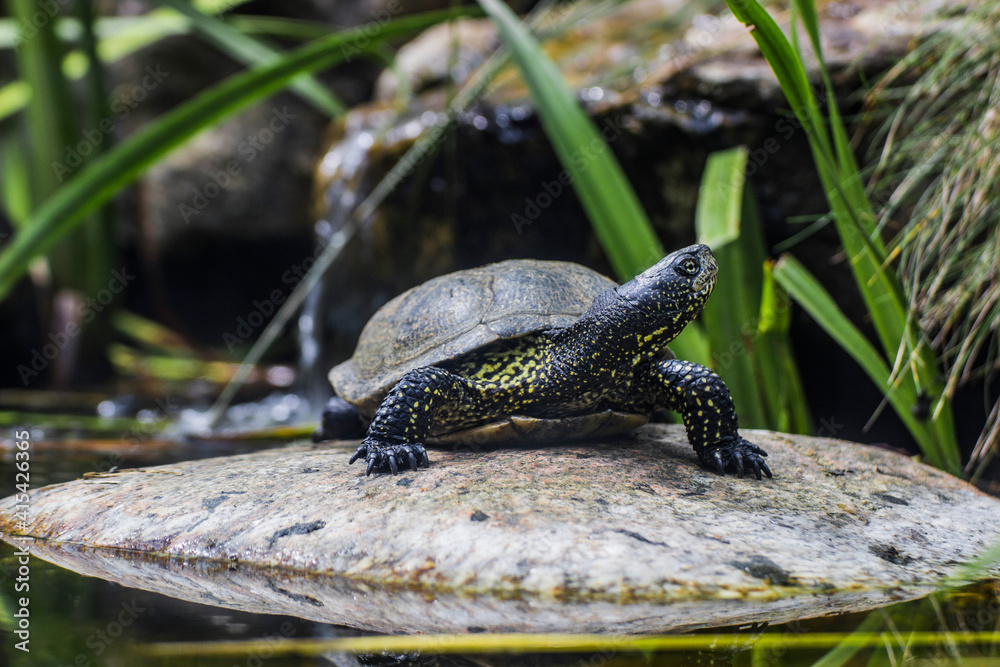 Naklejka premium Schildkröte