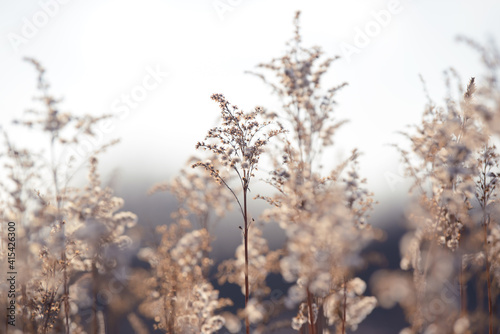 Dry branches of grass and flowers on a winter snowy field. Seasonal cold nature background. Winter landscape details. Wild plants frozen and covered with snow and ice in meadow.