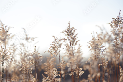 Dry branches of grass and flowers on a winter snowy field. Seasonal cold nature background. Winter landscape details. Wild plants frozen and covered with snow and ice in meadow.