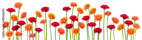 gerbera flowers isolated on white background. Spring panorama.