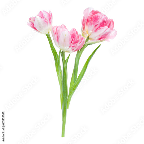 Bouquet of three spring pink tulips flowers isolated on white background closeup. Flowers bunch in air, without shadow. Top view, flat lay. © Natika