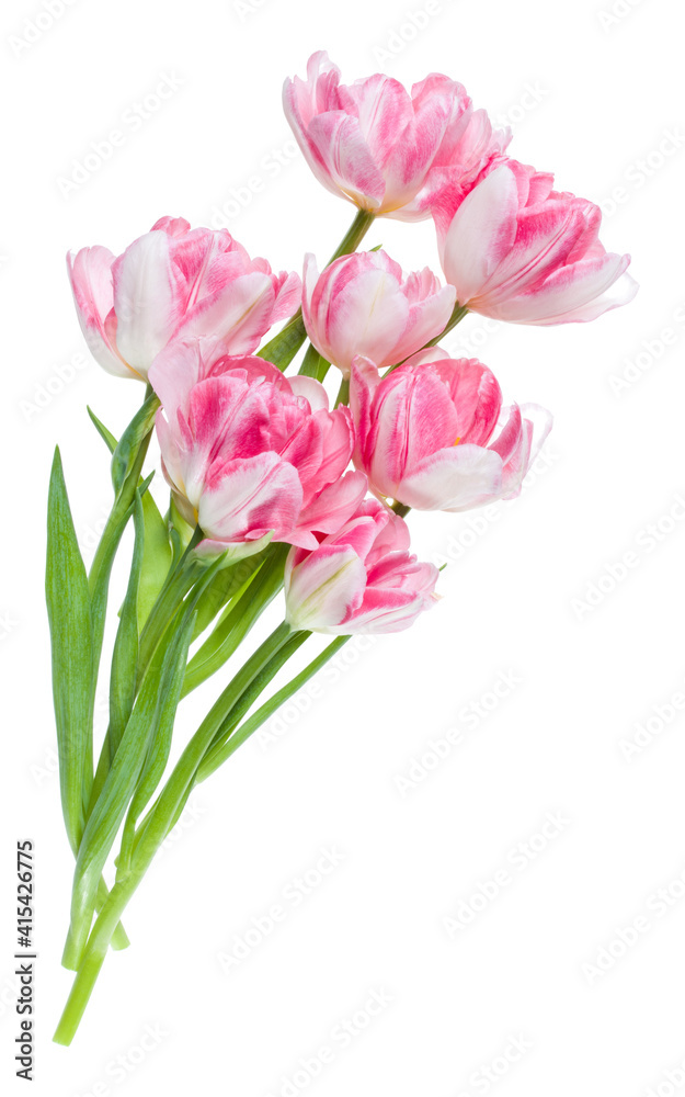 Bouquet of spring pink tulips flowers isolated on white background closeup. Flowers bunch in air, without shadow. Top view, flat lay.