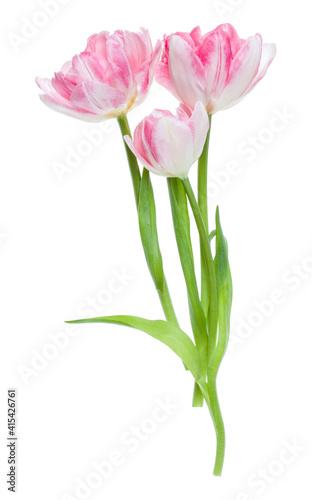 Bouquet of three spring pink tulips flowers isolated on white background closeup. Flowers bunch in air, without shadow. Top view, flat lay.