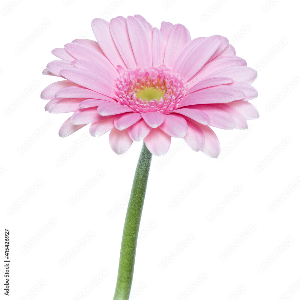 Vertical pink gerbera flower with long stem isolated on white background Vertical pink gerbera flower with long stem isolated on white background