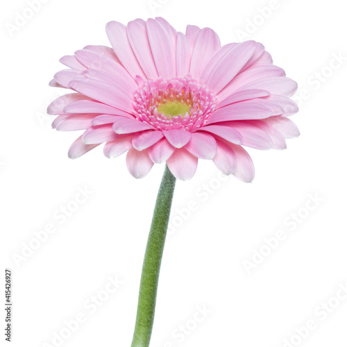 Vertical pink gerbera flower with long stem isolated on white background