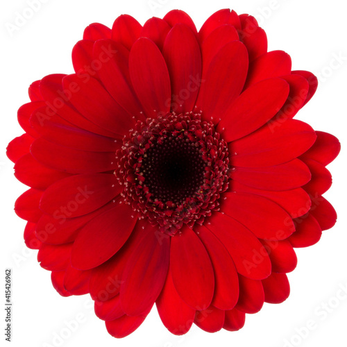 red gerbera flower head isolated on white background closeup. Gerbera in air, without shadow. Top view, flat lay.
