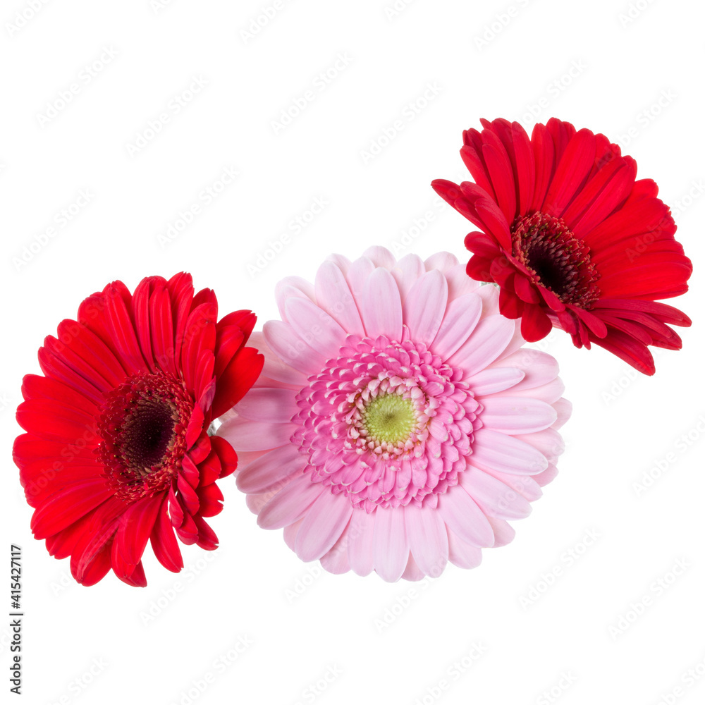 Three   pink and red and red gerbera flower heads isolated on white background closeup. Gerbera in air, without shadow. Top view, flat lay.