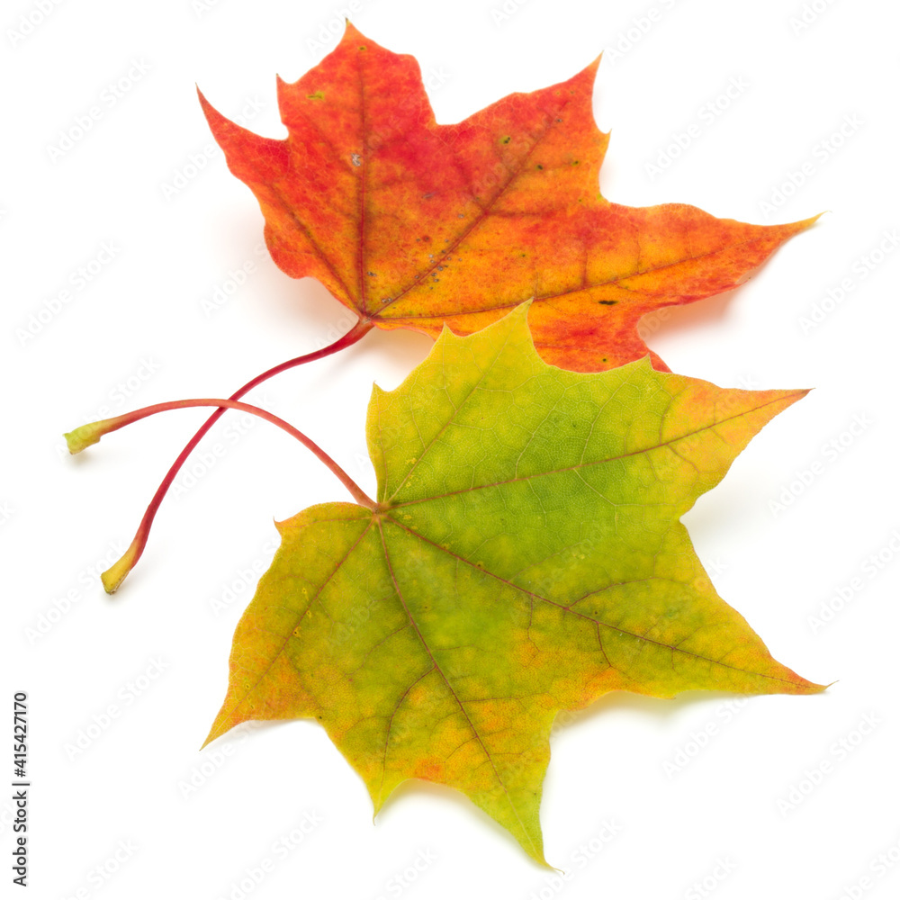 colorful autumn maple leaf isolated on white colorful autumn maple leaf isolated on white