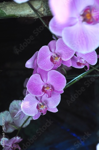 purple orchid with white motif with green leaves