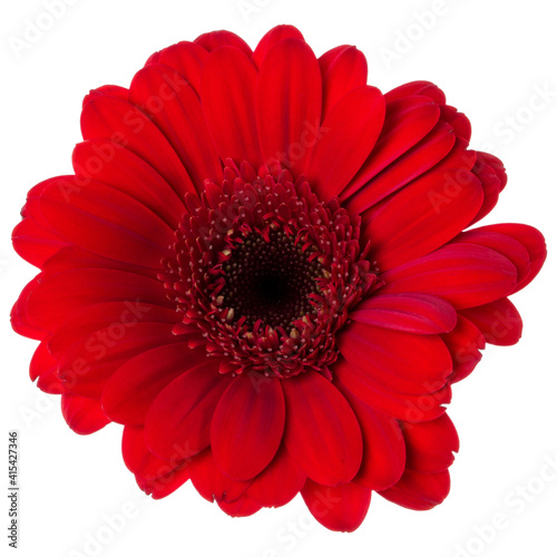 red gerbera flower head isolated on white background closeup. Gerbera in air  without shadow. Top view  flat lay.