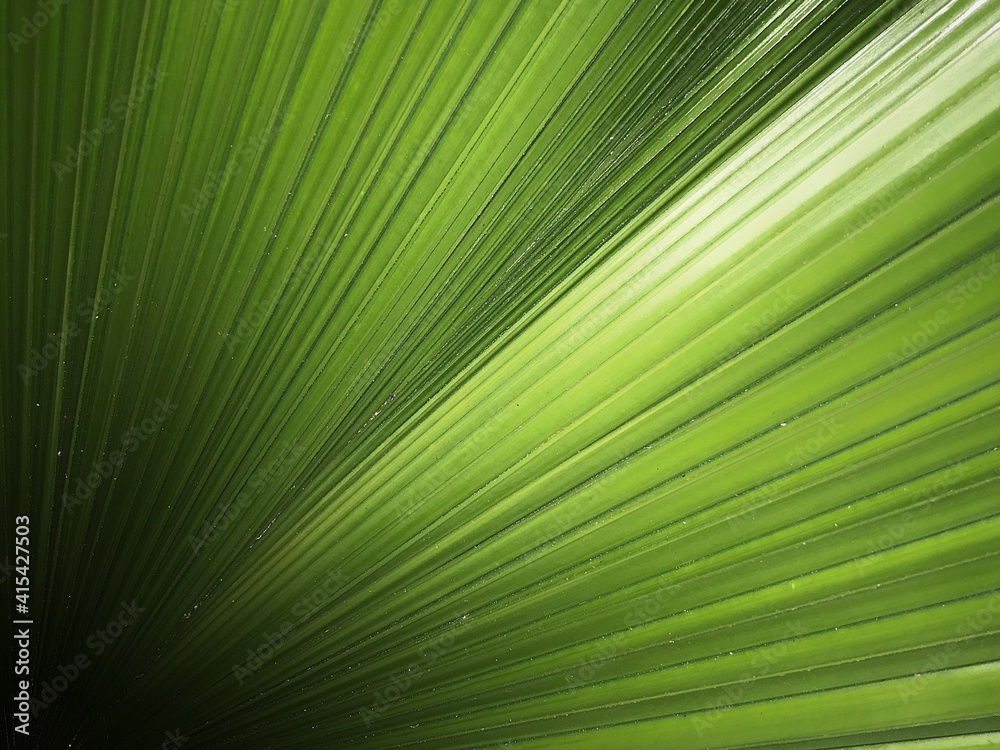 palm leaf background palm leaf background