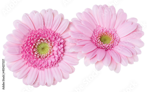 Bouquet of two   pink tulips flowers isolated on white background closeup. Flowers bunch in air  without shadow. Top view  flat lay.