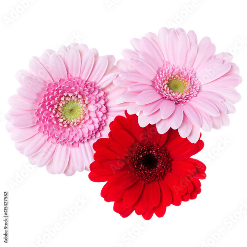Three   pink and red and red gerbera flower heads isolated on white background closeup. Gerbera in air  without shadow. Top view  flat lay.