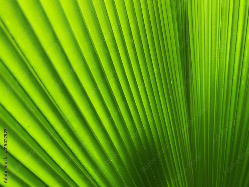 palm leaf background palm leaf background