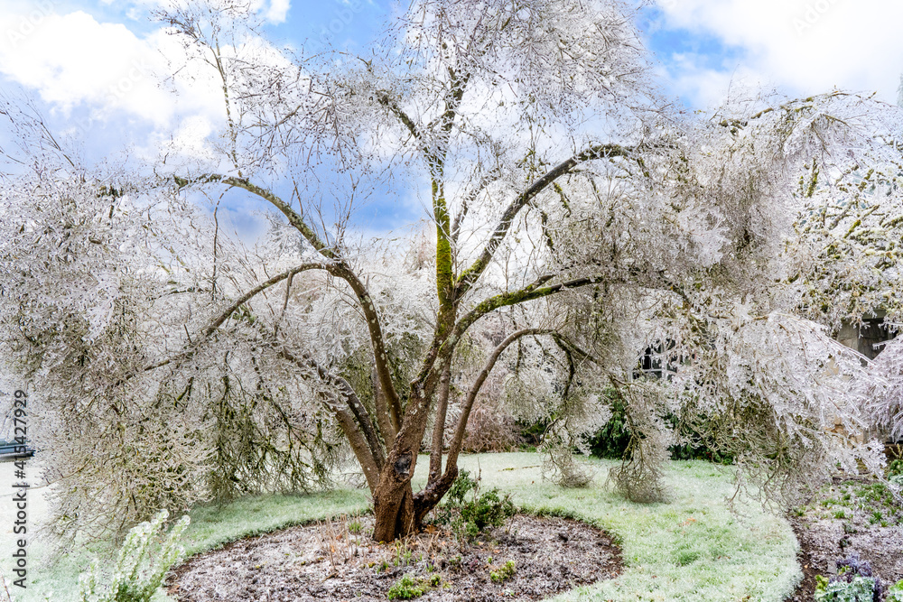 A tree in a residential area covered with ice after a freezing rain ice storm A tree in a residential area covered with ice after a freezing rain ice storm