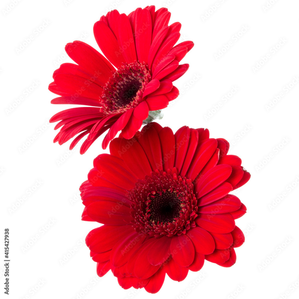 Bouquet of two red tulips flowers isolated on white background closeup. Flowers bunch in air, without shadow. Top view, flat lay. Bouquet of two red tulips flowers isolated on white background closeup. Flowers bunch in air, without shadow. Top view, flat lay.
