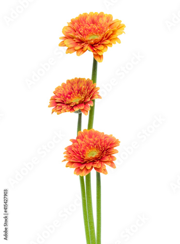 three Vertical orange gerbera flowers with long stem isolated on white background