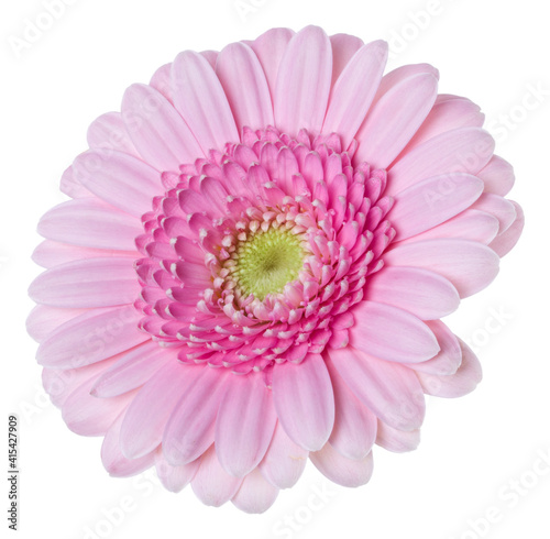   pink gerbera flower head isolated on white background closeup. Gerbera in air  without shadow. Top view  flat lay.