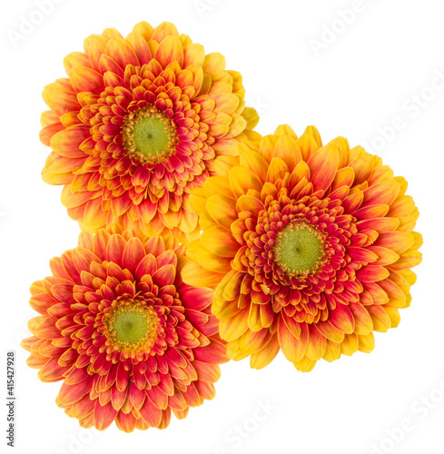 Three   orange gerbera flower heads isolated on white background closeup. Gerbera in air, without shadow. Top view, flat lay.