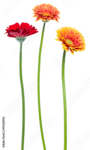 three Vertical gerbera flowers with long stem isolated on white background