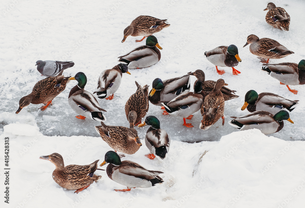 Fototapeta premium Lots of ducks on the river in winter