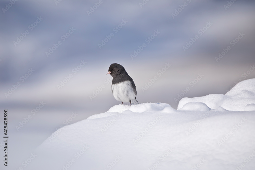 Dark eyed junco bird in snow with blue background Dark eyed junco bird in snow with blue background