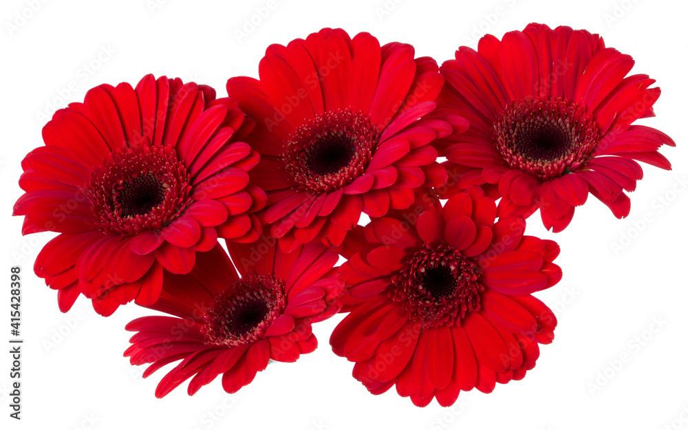 Bouquet of   red gerbera flower heads isolated on white background closeup. Flowers bunch in air, without shadow. Top view, flat lay.