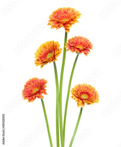 Vertical orange gerbera flowers with long stem isolated on white background. Spring bouquet.