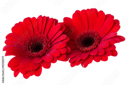 Bouquet of two   red tulips flowers isolated on white background closeup. Flowers bunch in air, without shadow. Top view, flat lay. © Natika