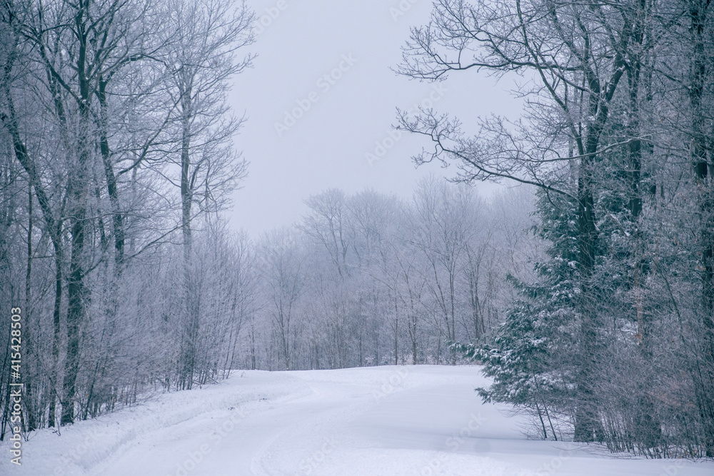 winter road in the forest