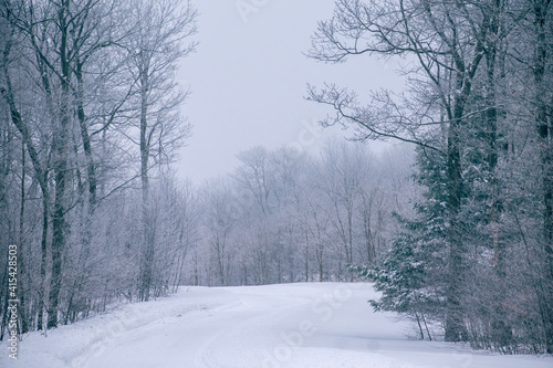 winter road in the forest © Clayton