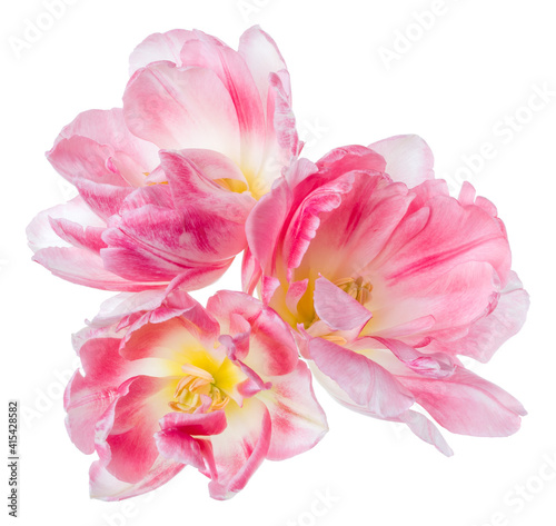 Three spring pink tulip flower heads isolated on white background closeup. Tulip in air  without shadow. Top view  flat lay.
