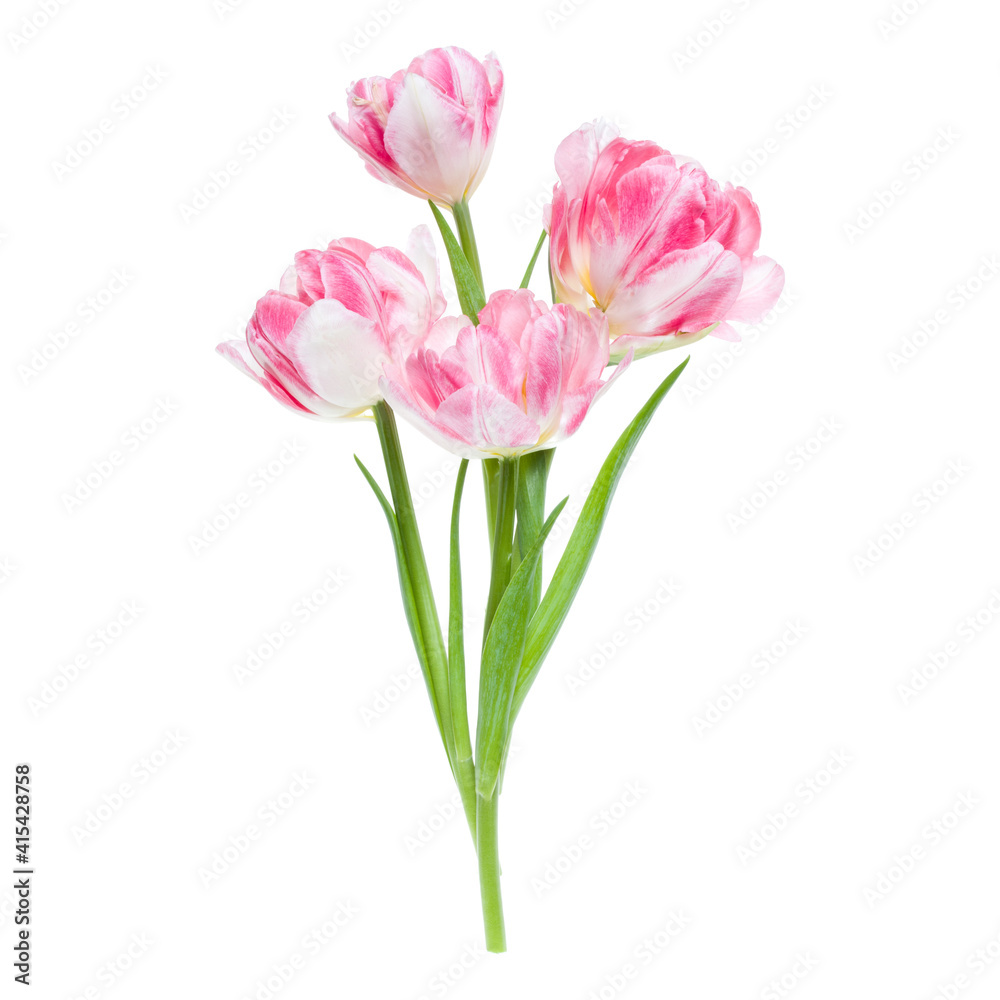 Bouquet of spring pink tulips flowers isolated on white background closeup. Flowers bunch in air, without shadow. Top view, flat lay.
