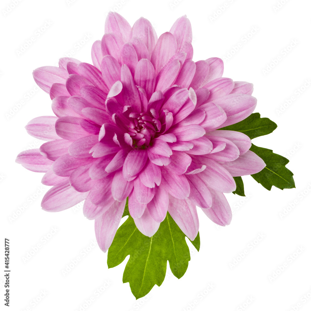 one chrysanthemum flower head with green leaves isolated on white background closeup. Garden flower, no shadows, top view, flat lay.