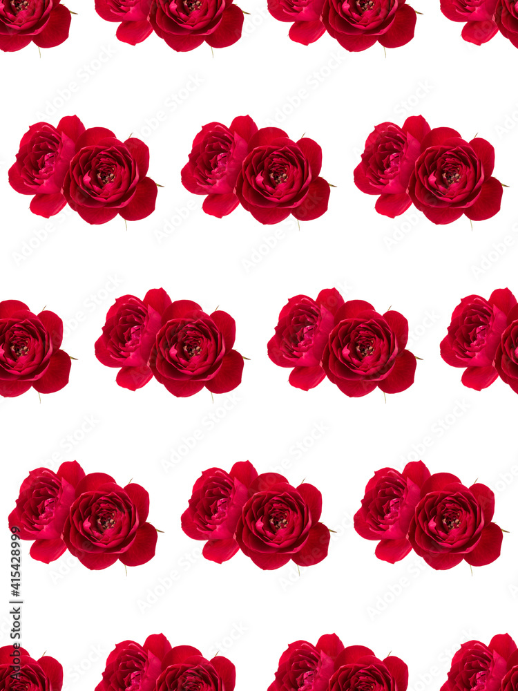 two red rose flowers isolated on white background cutout. Floral seamless pattern. two red rose flowers isolated on white background cutout. Floral seamless pattern.