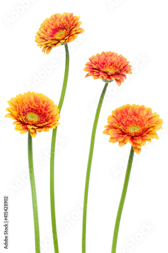 Vertical orange gerbera flowers with long stem isolated on white background. Spring bouquet. © Natika